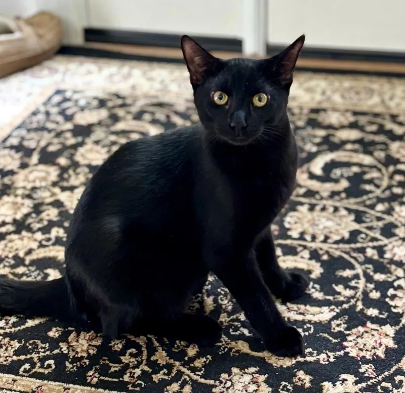 A baby medium-sized male Black Domestic Short Hair cat named Baby Gorgeous for adoption in Maineville, OH