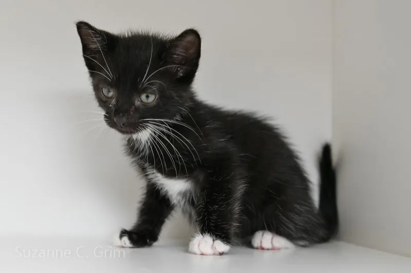 A baby small-sized male Domestic Short Hair cat named Toby for adoption in New Orleans, LA