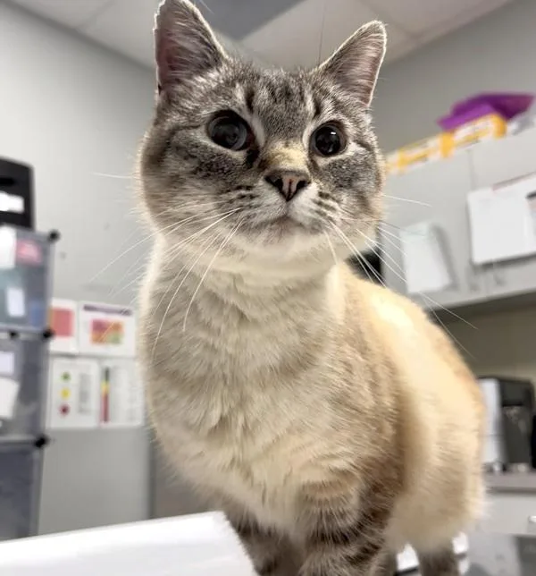 An adult medium-sized female Domestic Short Hair cat named Duvall for adoption in Des Moines, IA