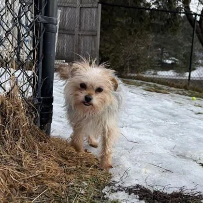 Blueberry thumbnail 2