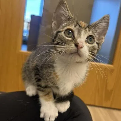 A baby small-sized female Domestic Short Hair cat named Pine for adoption in Chaska, MN