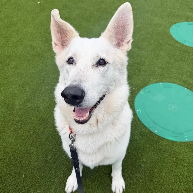 A senior large-sized male White / Cream Belgian Shepherd / Malinois dog named Artemis for adoption in Hampton Bays, NY