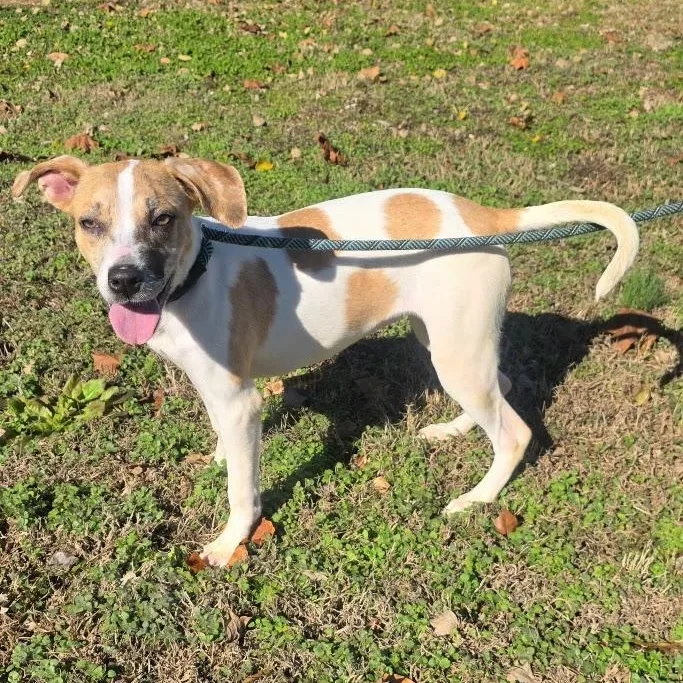 A young medium-sized female White / Cream Jack Russell Terrier dog named Amelia for adoption in Milledgeville, GA