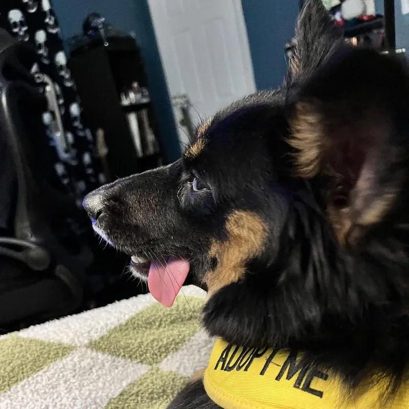 A young small-sized female Black Australian Shepherd dog named Kit Kat for adoption in New Orleans, LA
