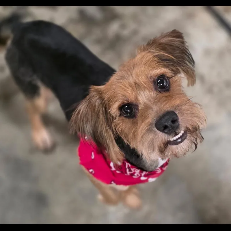 An adult small-sized male Black Yorkshire Terrier dog named Spencer for adoption in Fairfax Station, VA