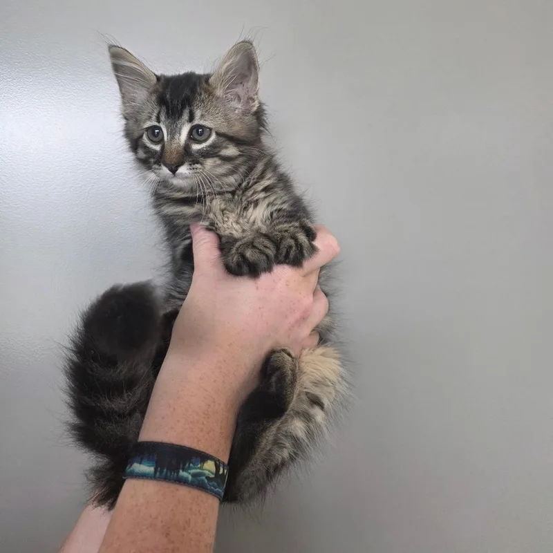 A baby small-sized male Brown / Chocolate Domestic Medium Hair cat named Bucatini for adoption in Sand Springs, OK