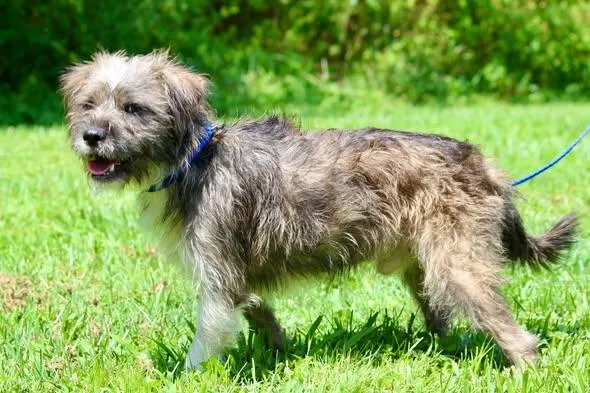 An adult small-sized male Gray / Blue / Silver Mixed Breed dog named Yuji for adoption in Brazil, IN