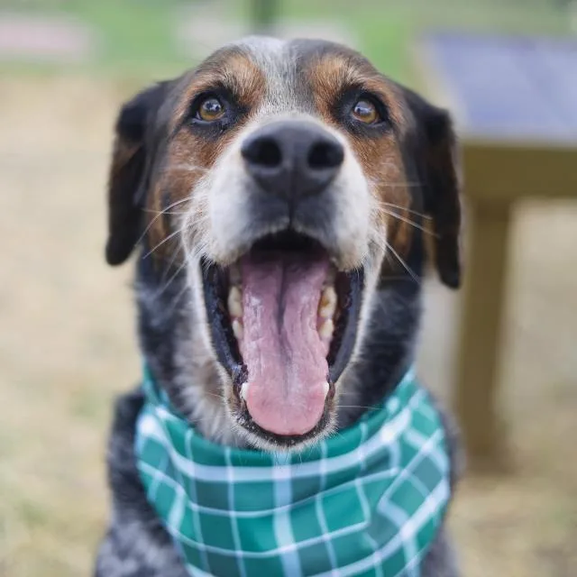 An adult medium-sized female Australian Cattle Dog / Blue Heeler dog named Star for adoption in San Antonio, TX