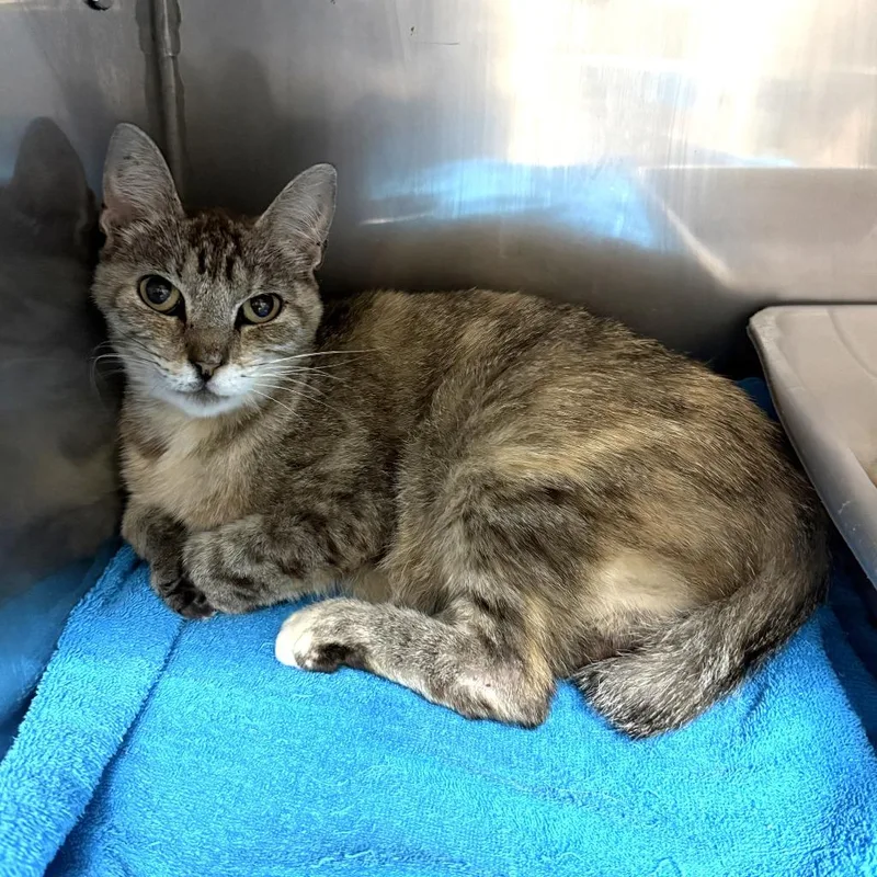 A young medium-sized female Domestic Short Hair cat named Lill for adoption in Brenham, TX