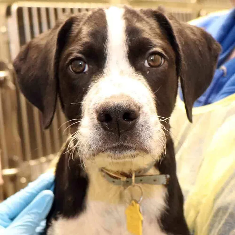 A baby small-sized male Mixed Breed dog named Tx for adoption in Port Washington, NY