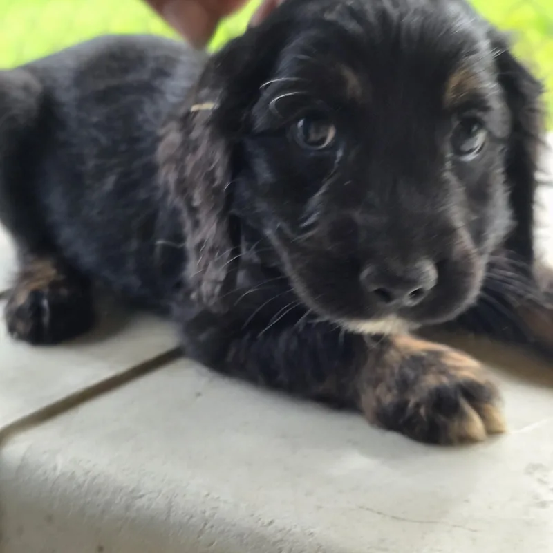 Coby