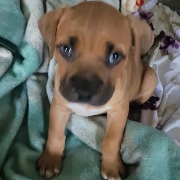 A baby medium-sized male Brown / Chocolate Pit Bull Terrier dog named Dozer for adoption in Springfield, IL