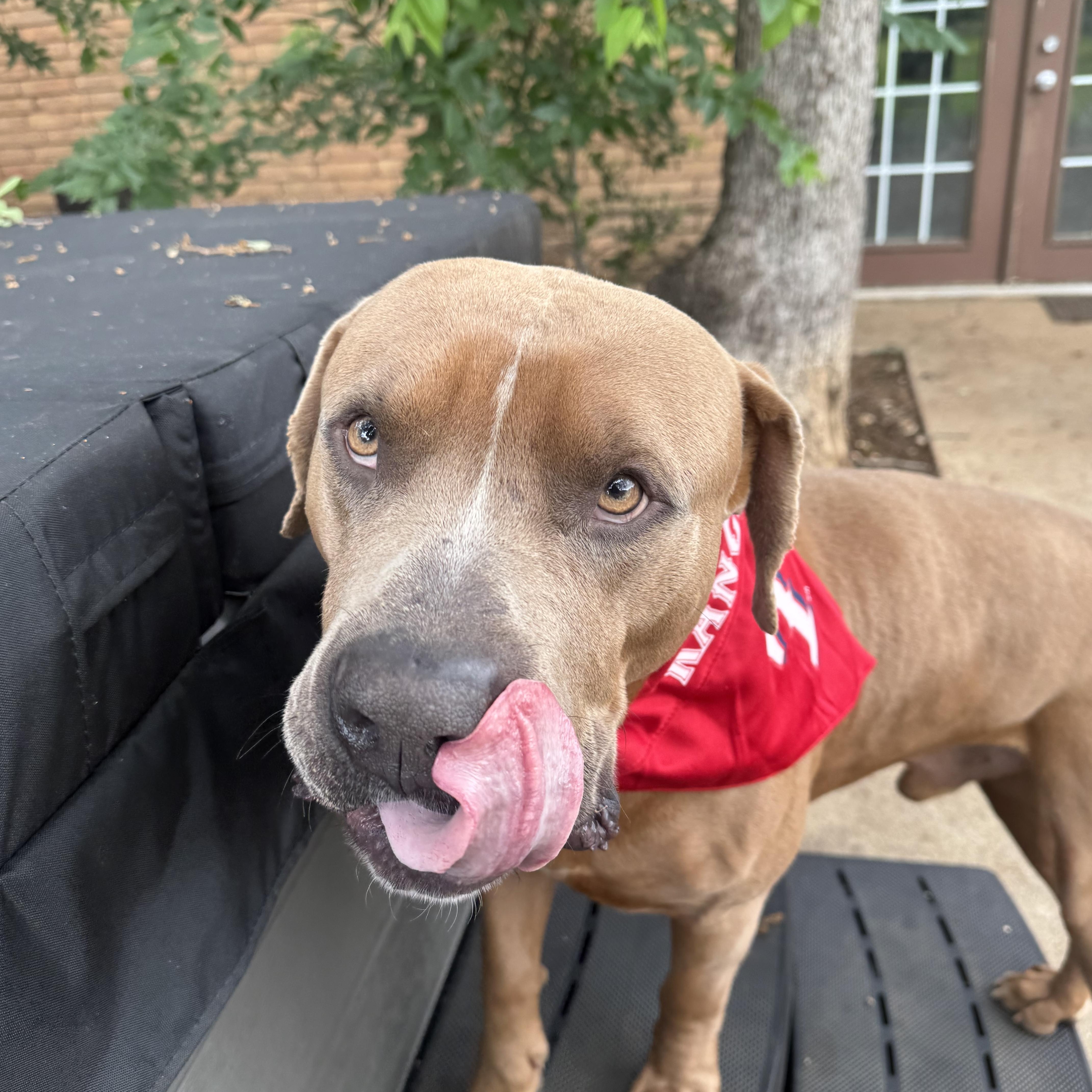 A young large-sized male Brindle Pit Bull Terrier dog named Ranger for adoption in Tallulah, LA