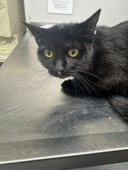 An adult medium-sized female Domestic Short Hair cat named Sombra for adoption in Sevierville, TN