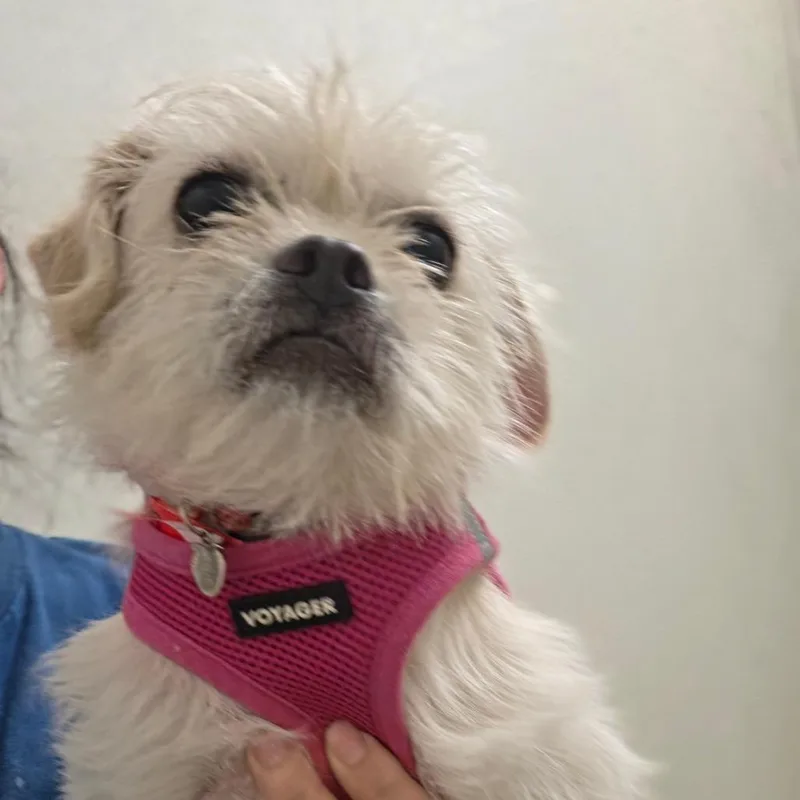 Crema  Chino Hills thumbnail 2