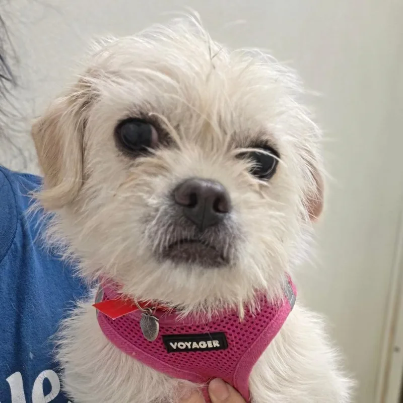 Crema  Chino Hills thumbnail 3