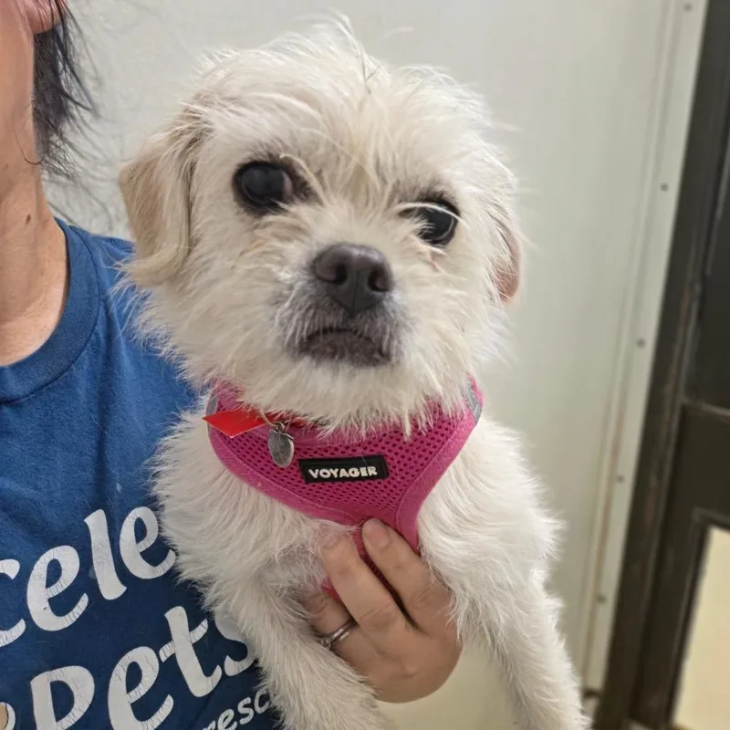 Crema  Chino Hills thumbnail 4