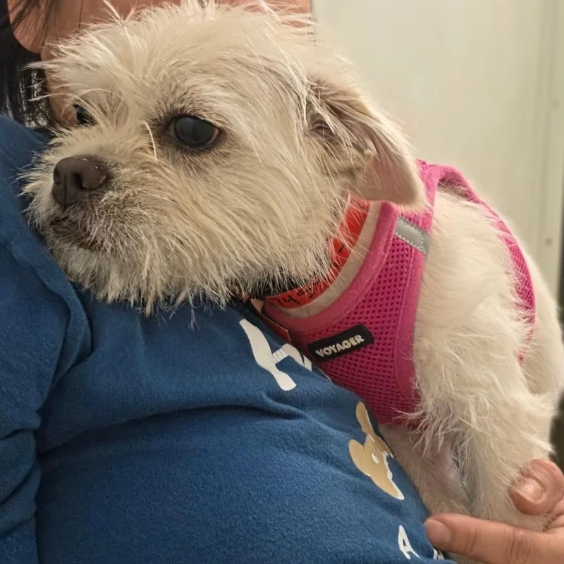 Crema  Chino Hills thumbnail 5