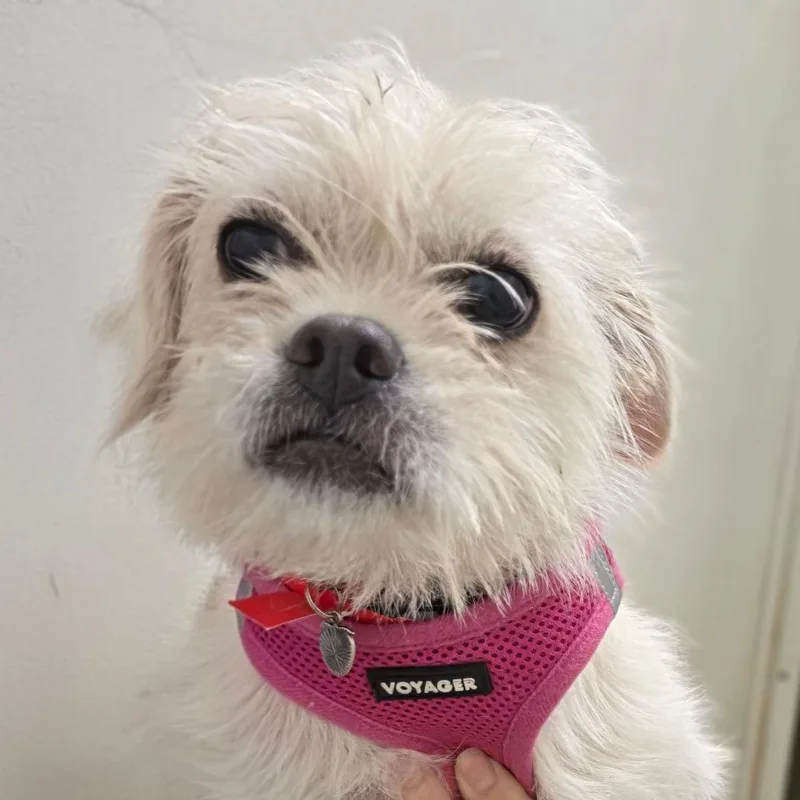 Crema  Chino Hills thumbnail 6