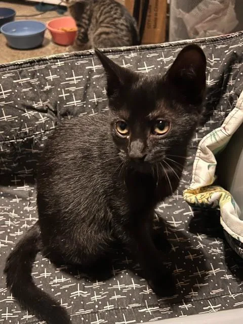 Greta