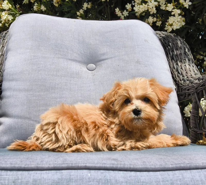 A baby small-sized male Golden Malshi dog named Rusty for adoption in ontario, CA