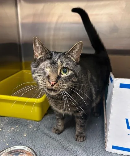 An adult medium-sized male Domestic Short Hair cat named Luke for adoption in Westland, MI