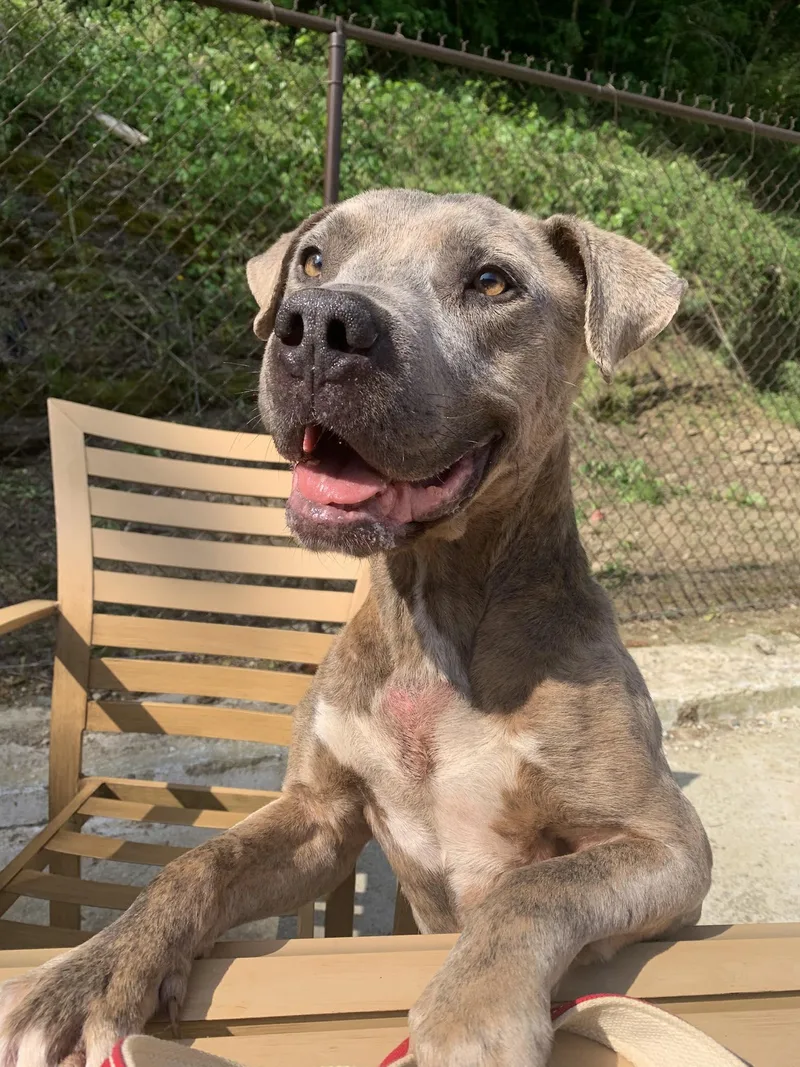 An adult medium-sized male Gray / Blue / Silver Pit Bull Terrier dog named Chewy for adoption in Guntersville, AL