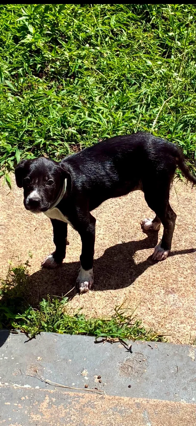 A young medium-sized female Terrier dog named Rhody for adoption in Jacksonville, TX