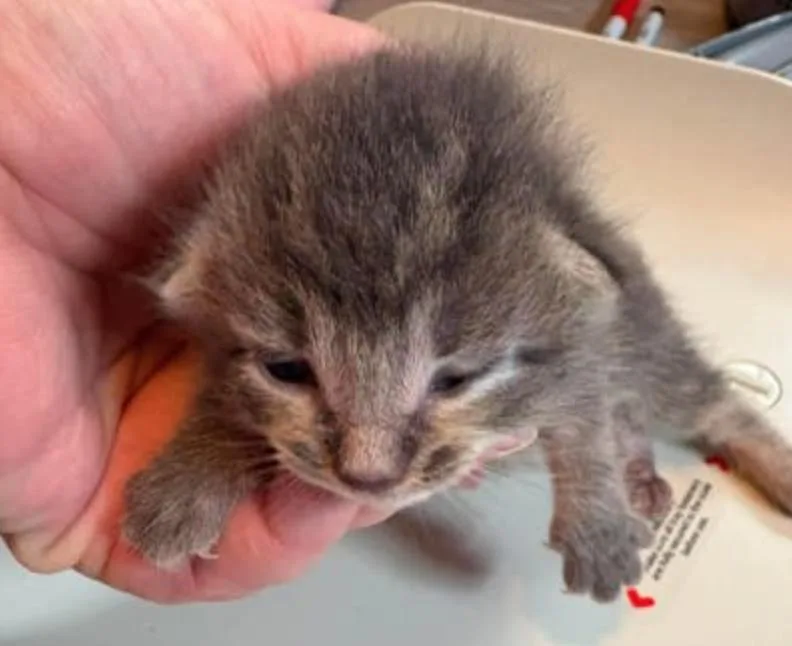 A baby small-sized female Tabby (Gray / Blue / Silver) Domestic Short Hair cat named Elderberry for adoption in Marshall, NC