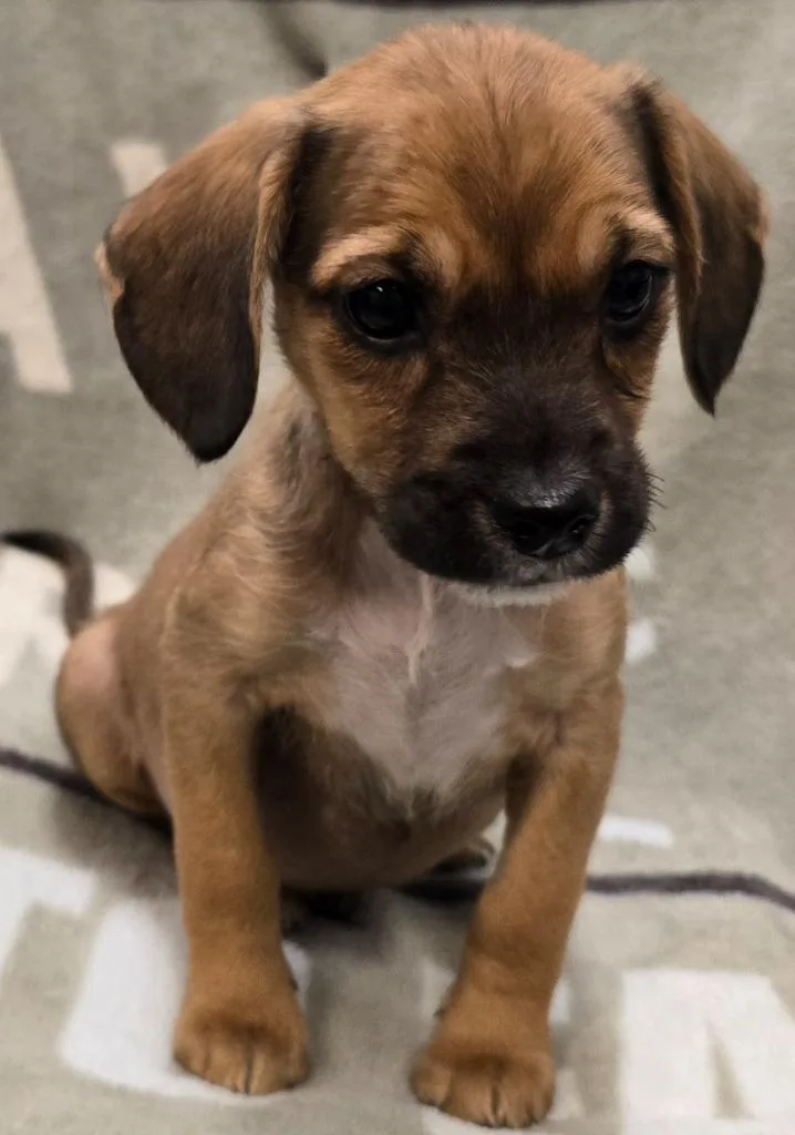 Nacho
