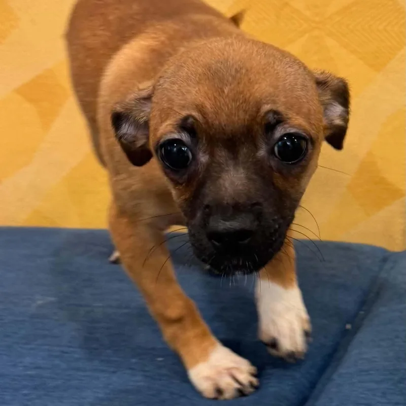 A baby small-sized female Chihuahua dog named Poppy for adoption in Danbury, CT
