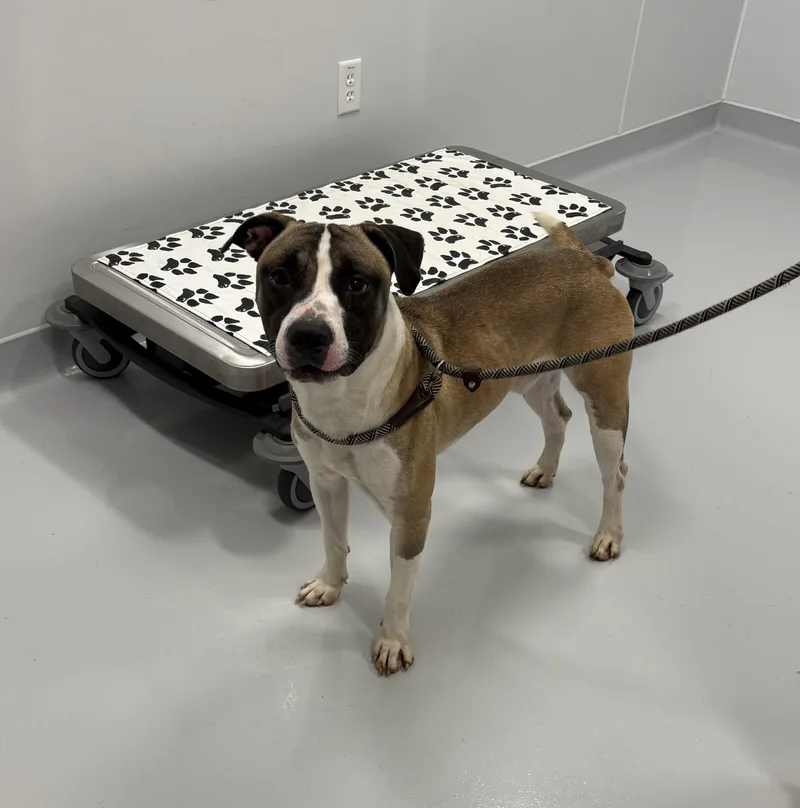 An adult medium-sized male Brindle Pit Bull Terrier dog named Beck for adoption in Kankakee, IL