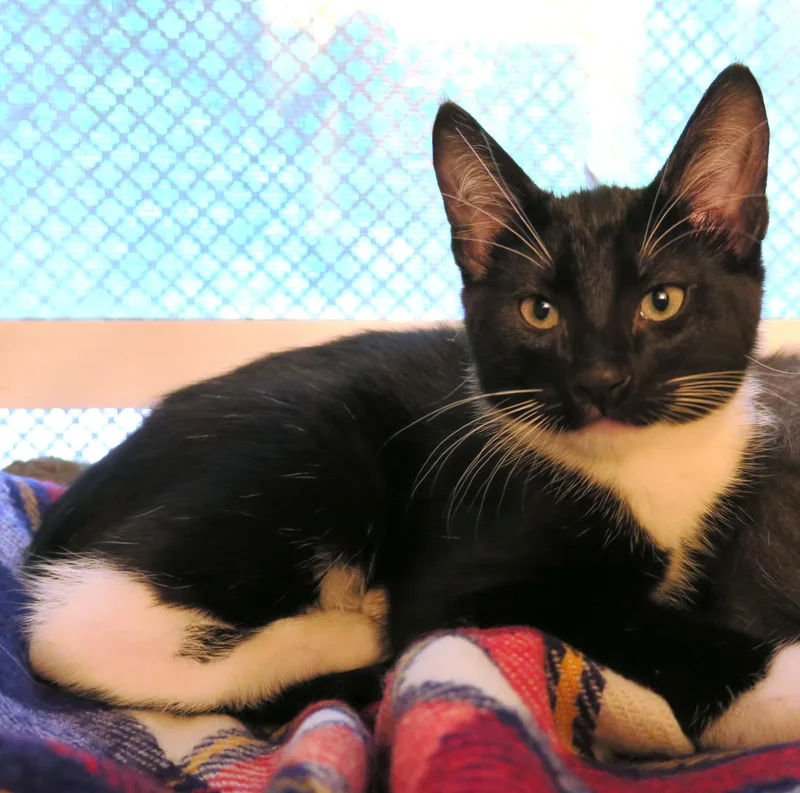 A baby large-sized male Black & White / Tuxedo Tuxedo cat named The Milkman for adoption in Bow, WA