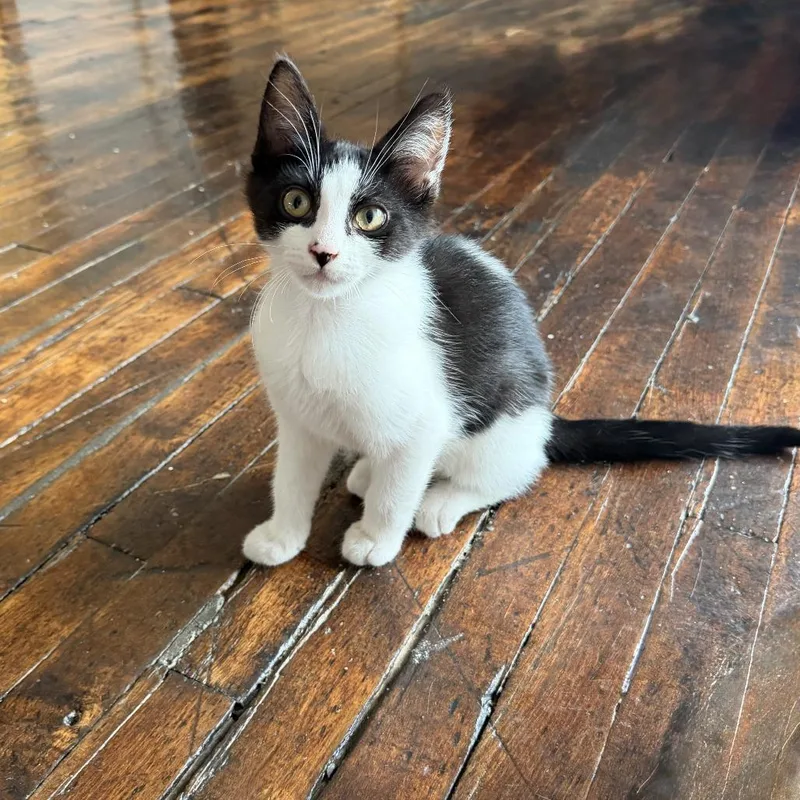 A baby small-sized male Brown / Chocolate Domestic Short Hair cat named Bandit for adoption in Carmel, IN