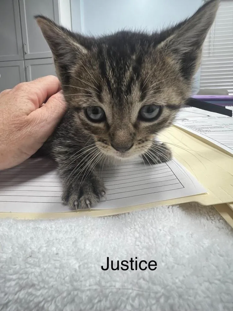 A baby small-sized female Brown / Chocolate Domestic Short Hair cat named Liberty for adoption in Hudson, NH