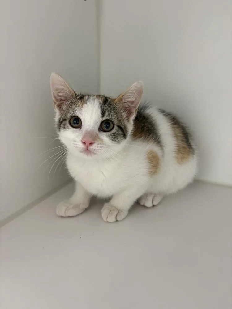 A baby small-sized female Orange & White Domestic Short Hair cat named Lucy for adoption in Rochester, IN