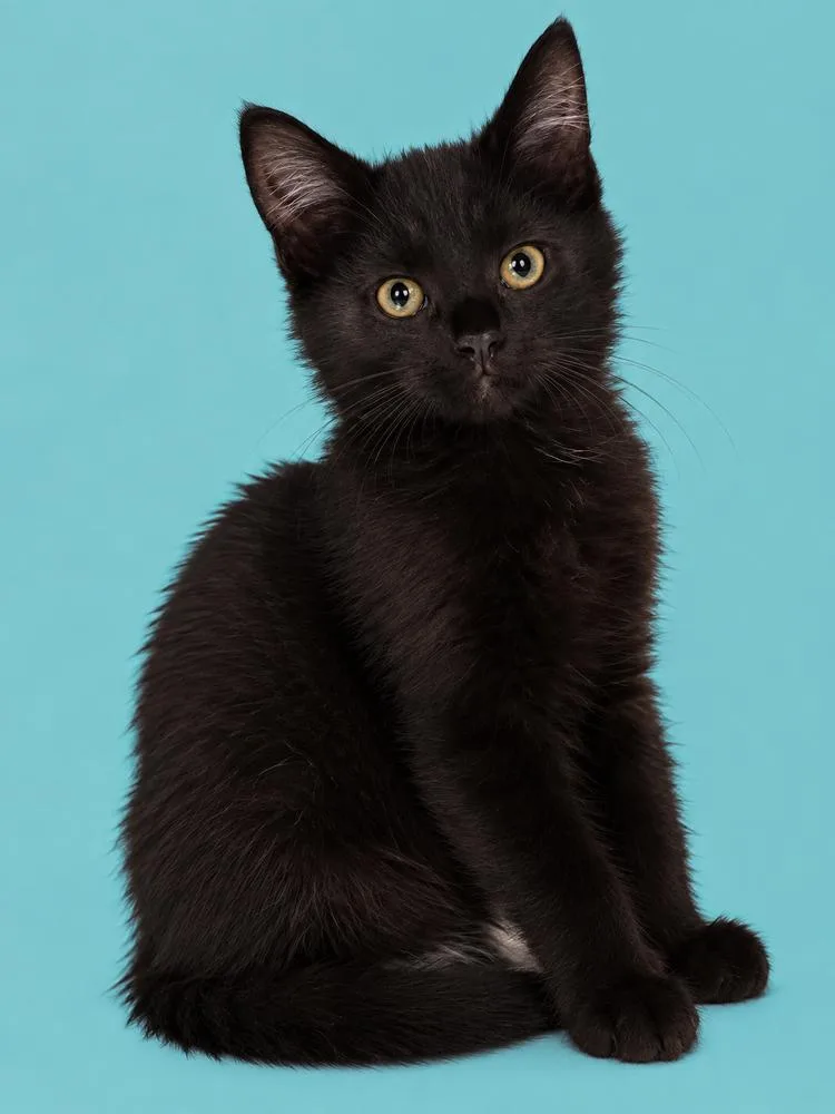 A baby medium-sized female Domestic Medium Hair cat named Sable for adoption in Emerald Isle, NC