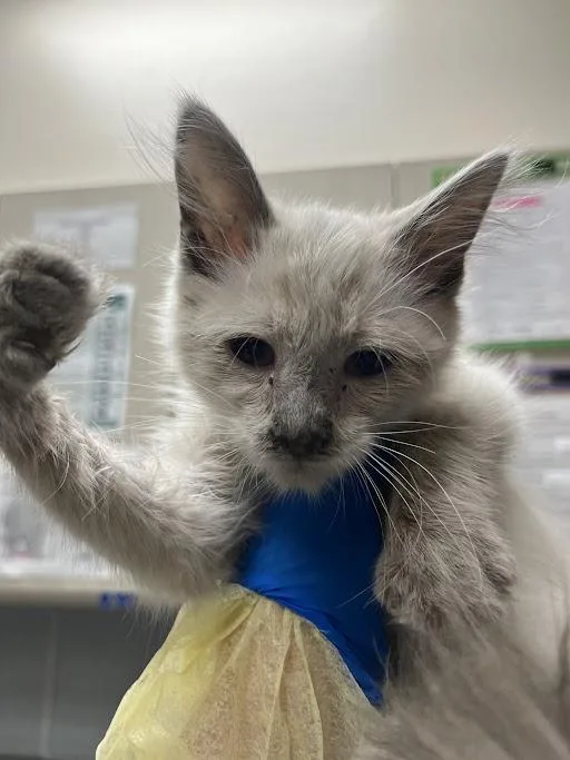 Meowly Cyrus