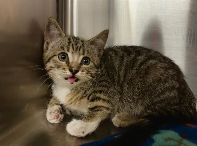 A baby small-sized female Domestic Short Hair cat named Gumbeaux for adoption in Grand Prairie, TX