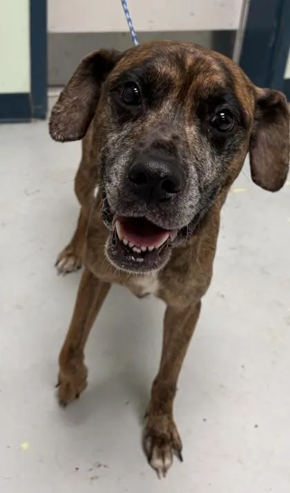 An adult medium-sized female Mixed Breed dog named Sunny Girl for adoption in Savannah, GA