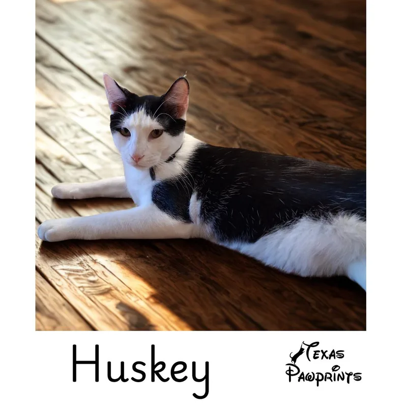 Husky