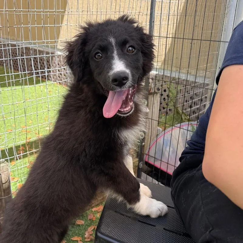 A baby medium-sized male Black Border Collie dog named River for adoption in LOXAHATCHEE, FL