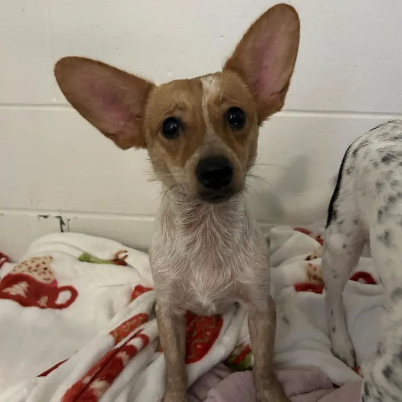 Lila