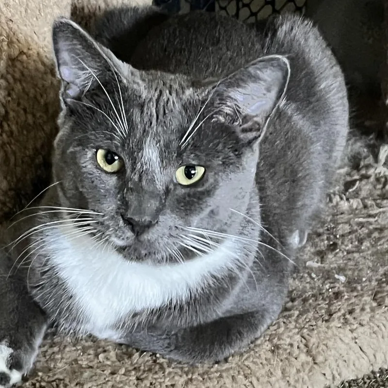 A young medium-sized male Gray / Blue / Silver Domestic Short Hair cat named Slater for adoption in Los Angeles, CA