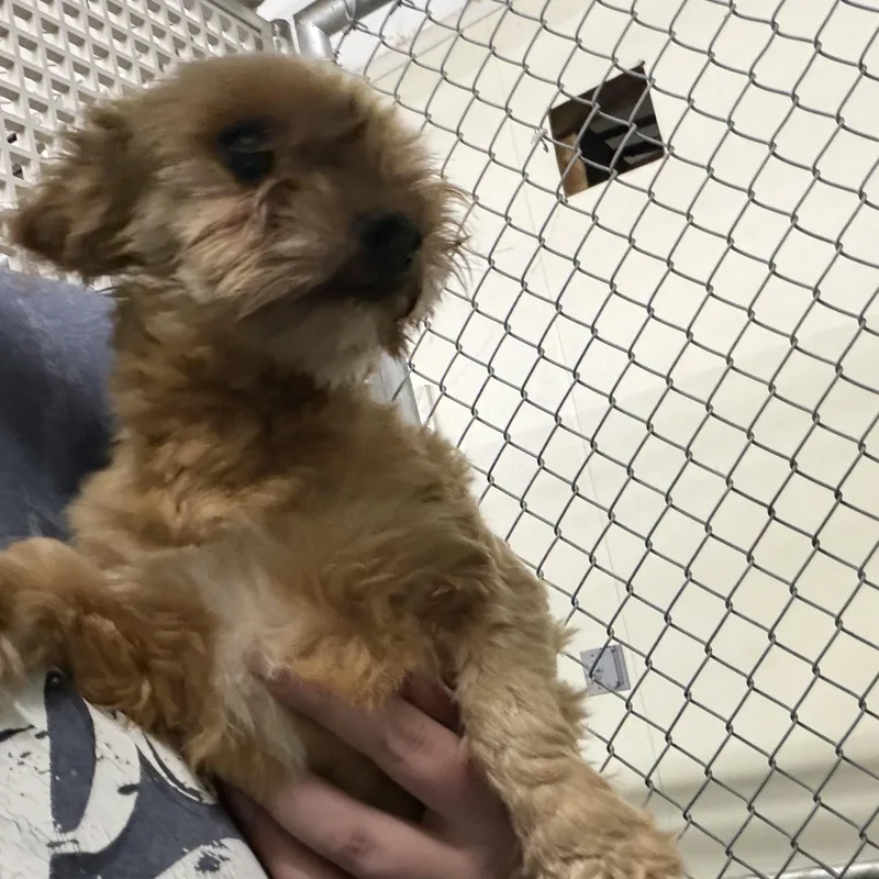 An adult small-sized male Yorkshire Terrier dog named Creed for adoption in Trenton, MO