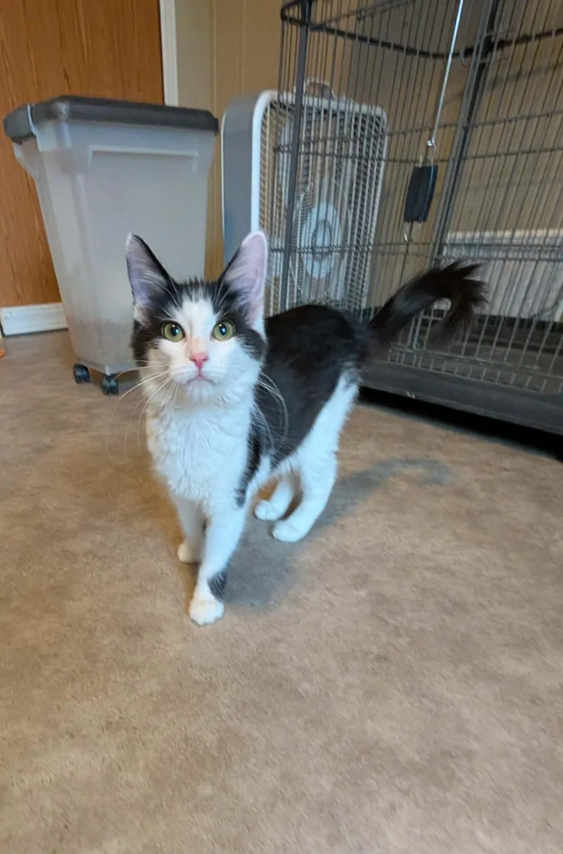 A baby medium-sized male Black & White / Tuxedo Tuxedo cat named Skimmer for adoption in fennville, MI