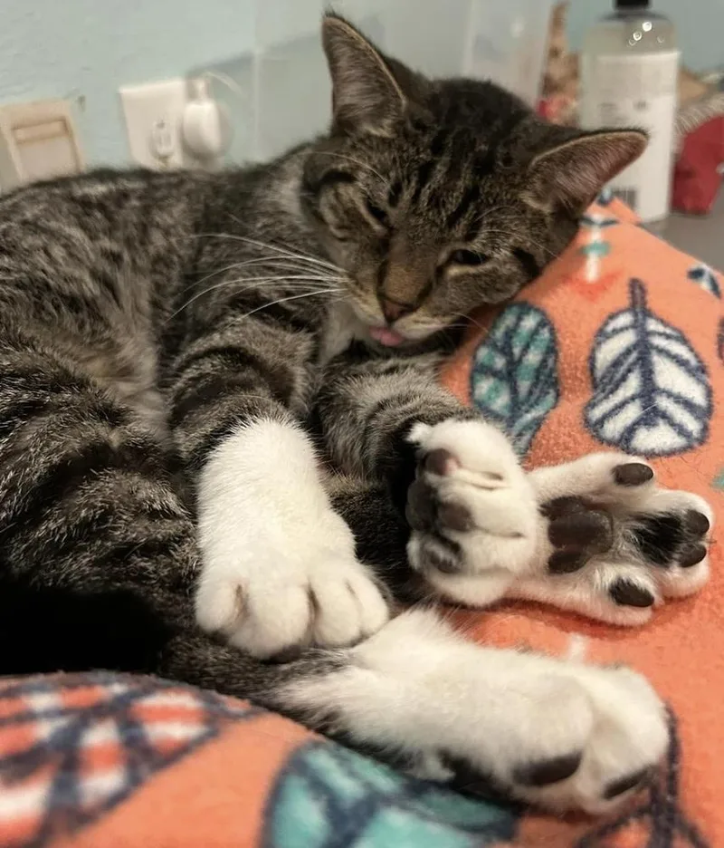 An adult medium-sized female Domestic Short Hair cat named Baebae for adoption in New Cumberland, WV