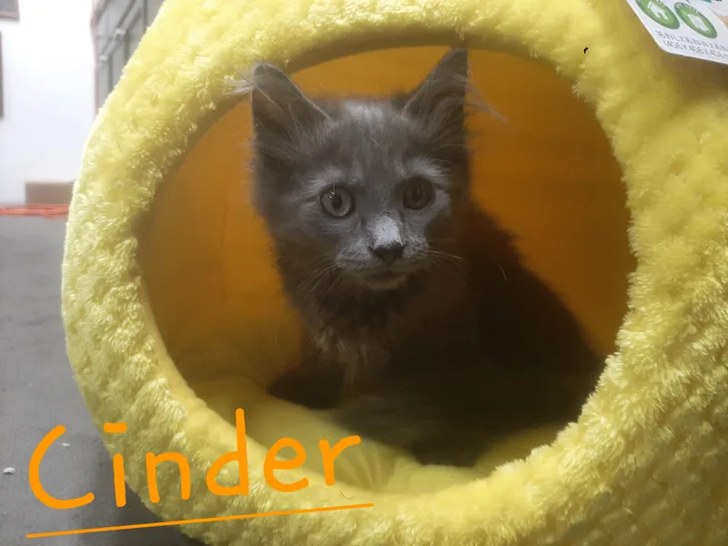 Cinder thumbnail 2