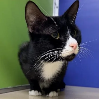 An adult medium-sized male Black & White / Tuxedo Domestic Short Hair cat named Butterkase for adoption in Philadelphia, PA