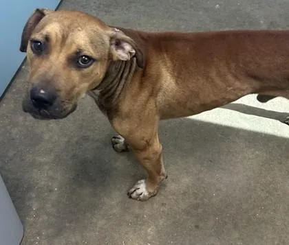 An adult medium-sized male Pit Bull Terrier dog named Stanley for adoption in West Memphis, AR